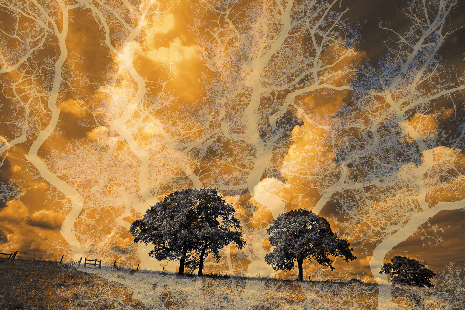 Tree montage with stormy clouds